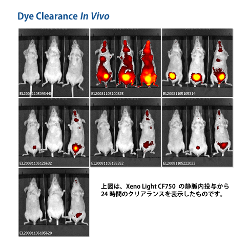 Dye Clearance In Vivo