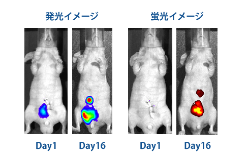 Figure 1. ���V�t�F���[�[��tdTomato�ɂ��A��d�Ƀ��x�����ꂽPC-3M����זE�̔�������ьu���̃C���[�W���O��