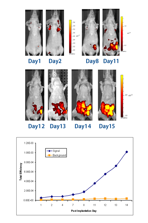Figure 2. �k�[�h�}�E�X(nu/nu)�ɂ�����4T1-tdTomato�̌��C���[�W���O��ł�