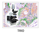 Trio �}���`�X�y�N�g���C���[�W���O�V�X�e��