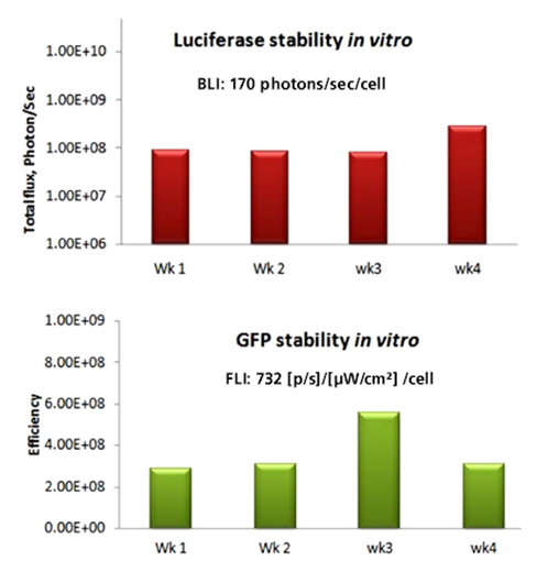 Figure 2. In vitro�ł�GFP��Luciferase�̈��萫