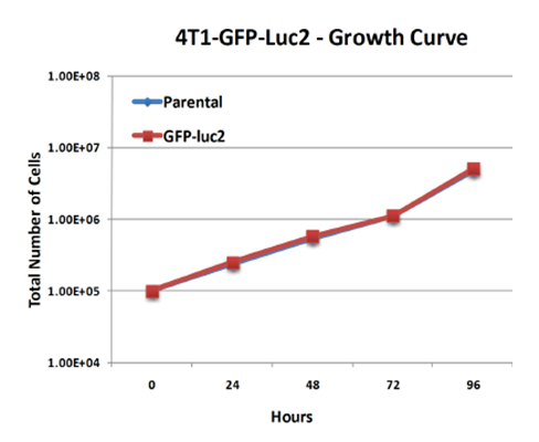Figure 3. 4T1-luc2-GFP�זE�̐����Ȑ�