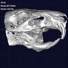 モルモット 3D画像 頭部 FOV30（ピクセルサイズ60μm）