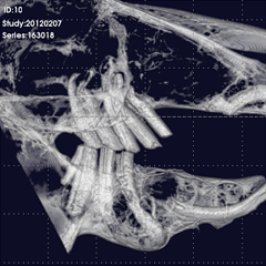 ウサギ 3D画像 歯根膿瘍 FOV60（ピクセルサイズ120μm）