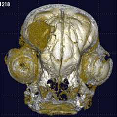 チワワ 3D画像 頭部髄膜腫