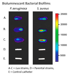 Bioluminescent Bacterial Biofilms
