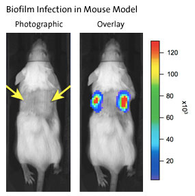 Biofilm Infection in Mouse Model