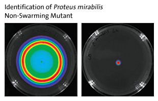 Identification of Proteus Mirabilis - Non-Swarming Mutant