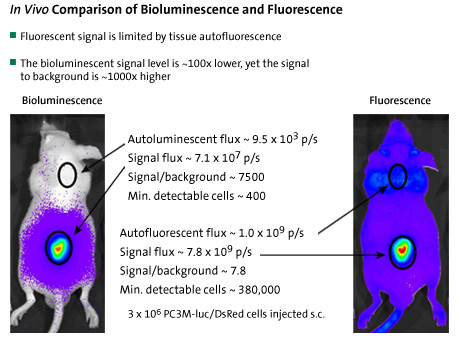 In Vivo Comparison of Bioluminescence and Fluorescence