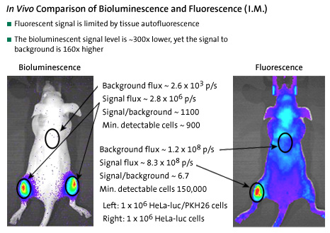 In Vivo Comparison of Bioluminescence and Fluorescence (I.M.)