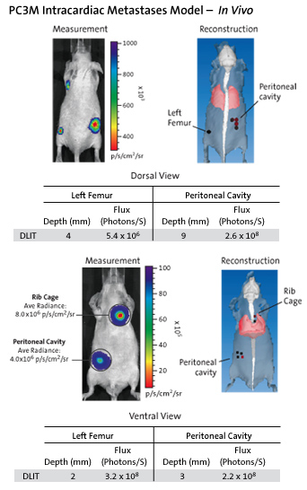 PC3M Intracardiac Metastases Model - In Vivo