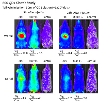 800 QDs Kinetic Study - Tail vein injection