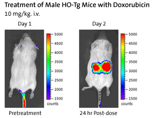Treatment of Male HO-Tg Mice with Doxorubicin