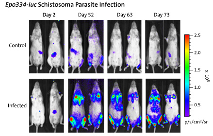 Epo334-luc Schistosoma Parasite Infection