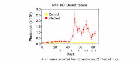 Epo334-luc Schistosoma Parasite Infection