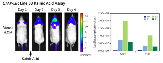 GFAP-luc Line 53 Kainic Acid Assay