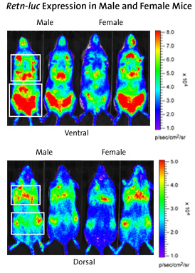 Retn-luc Expression in Male and Female Mice