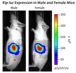Rip-luc Expression in Male and Female Mice