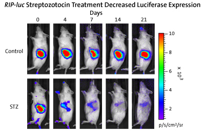 Rip-luc Streptozotocin Treatment Decreased Luciferase Expression