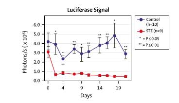 Luciferase Signal