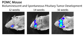 POMC Mouse: Bioluminescent and Spontaneous Pituitary Tumor Development