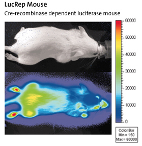 LucRep Mouse: Cre-recombinase dependent luciferase mouse