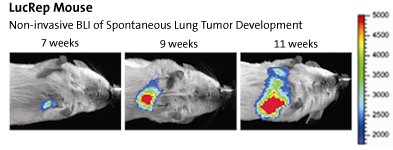 LucRep Mouse: Non-invasive BLI of Spontaneous Lung Tumor Development