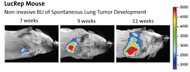 LucRep Mouse: Non-invasive BLI of Spontaneous Lung Tumor Development