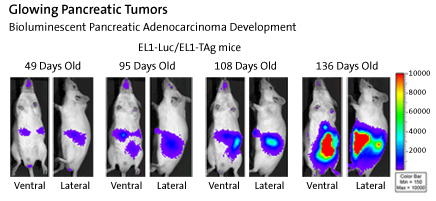 Glowing Pancreatic Tumors: Bioluminescent Pancreatic Adenocarcinoma Development