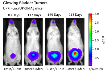 Glowing Bladder Tumors: UPK11-Luc/UPK11-TAg mice
