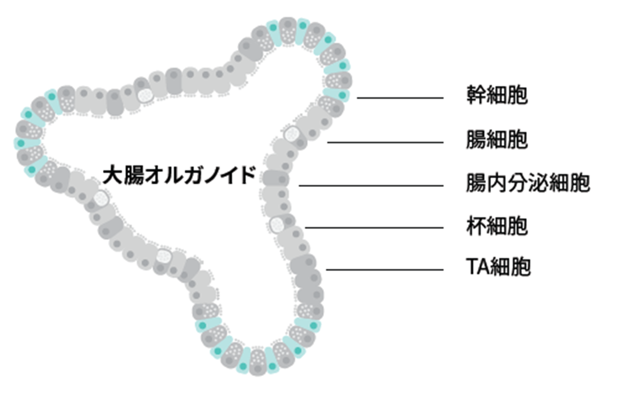オルガノイドについて