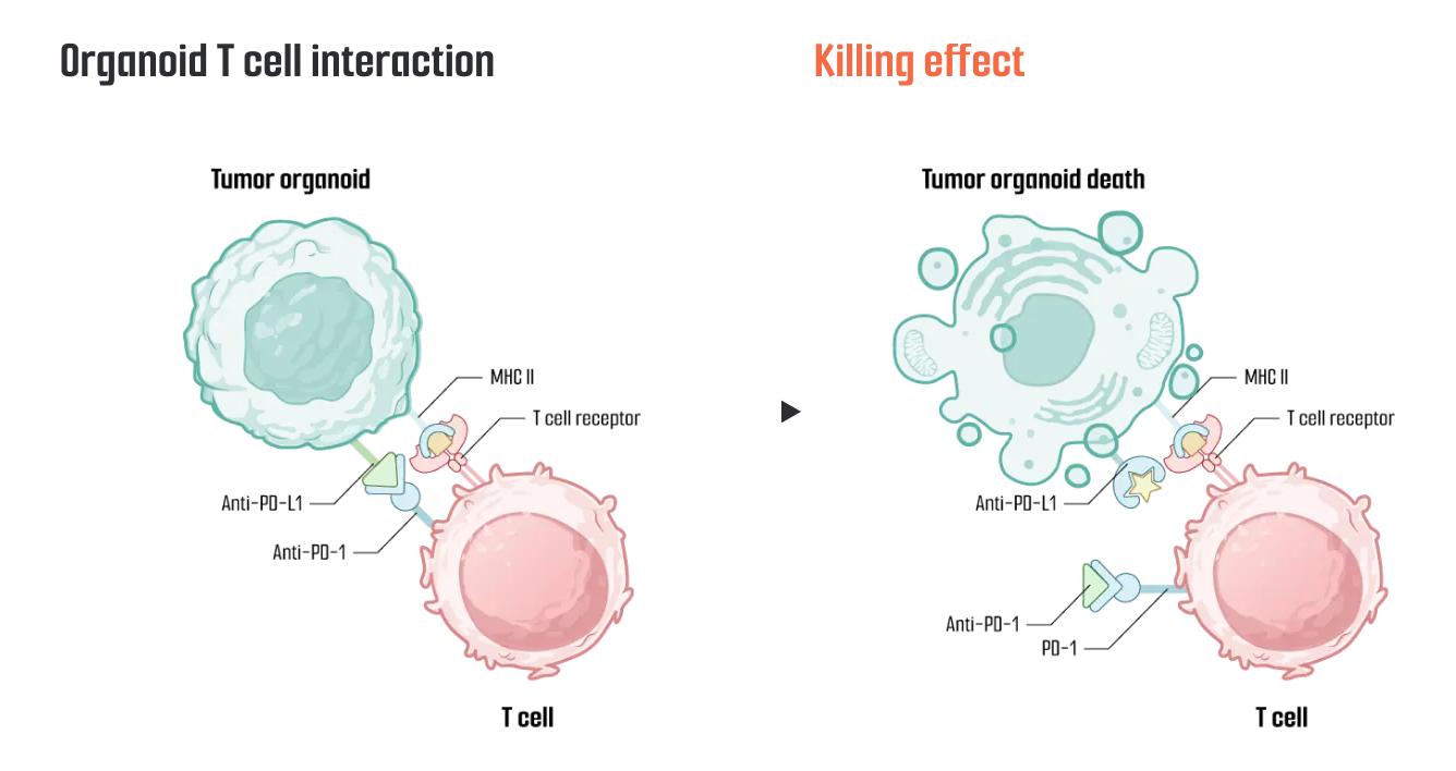 評価イメージ図