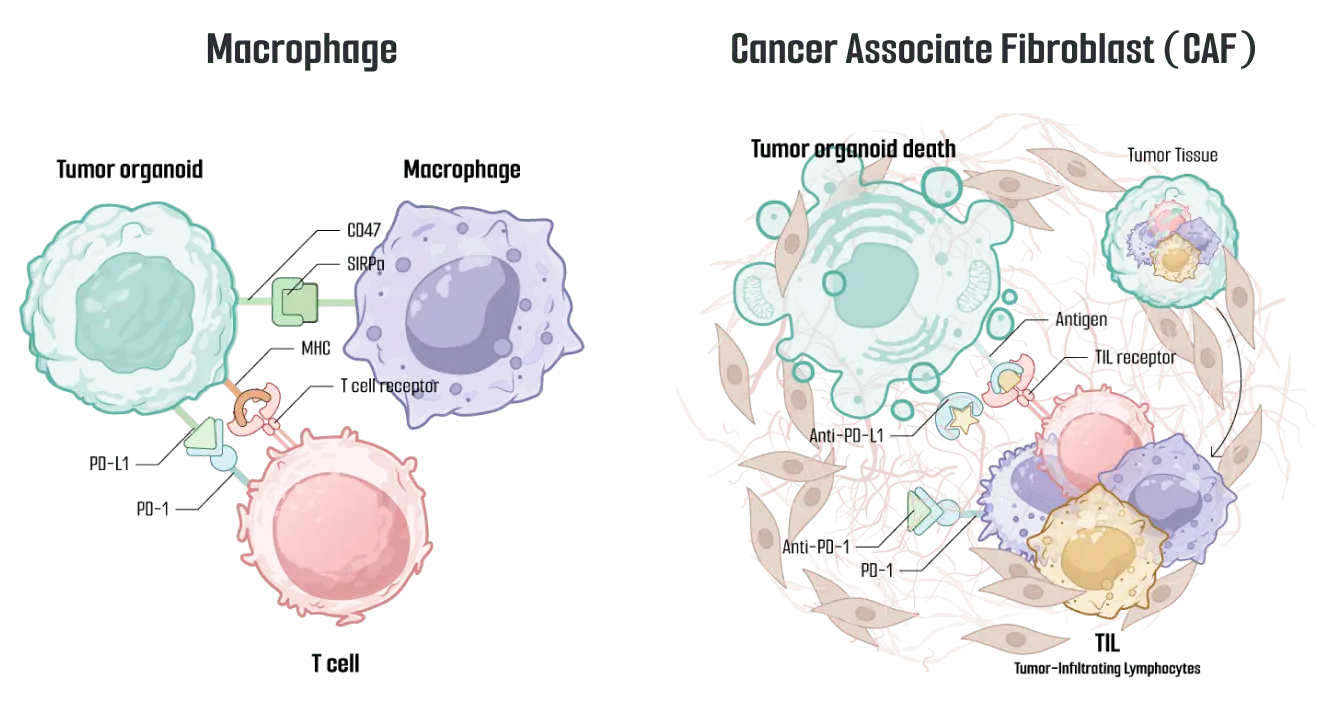 マクロファージ、がん関連線維芽細胞（CAF）を組み合わせたモデルイメージ図