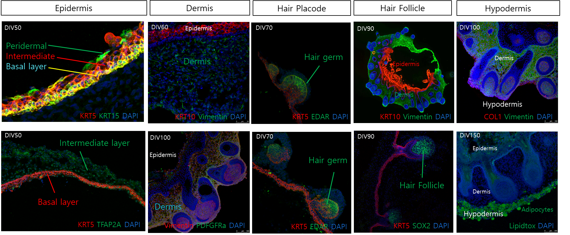 皮膚オルガノイド（Skin Organoid）の特徴