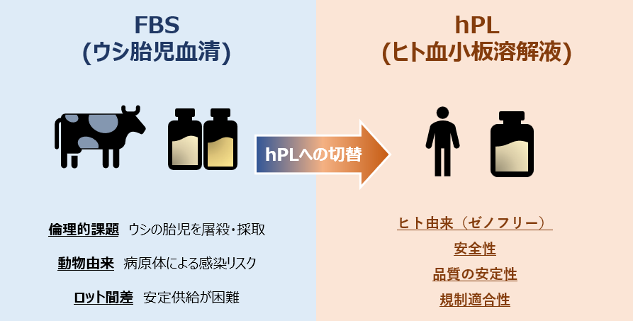 ヒト血小板溶解液（hPL）
