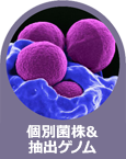 Individual Strains & Nucleic Acid Standard（個別菌株&抽出ゲノム）