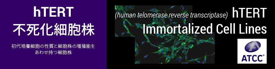 hTERT不死化細胞株