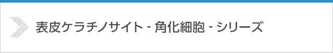 表皮ケラチノサイト -角化細胞- シリーズ