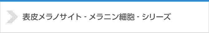 表皮メラノサイト -メラニン細胞- シリーズ