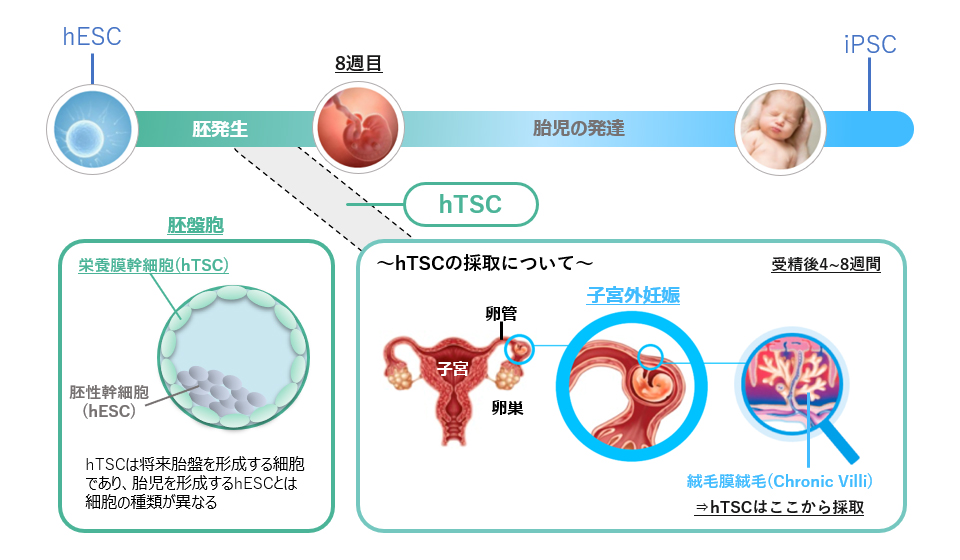human Trophoblast Stem Cell（hTSC）