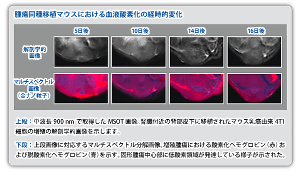 腫瘍同種移植マウスにおける血液酸素化の経時的変化