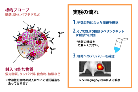 GLYCOLIPOの模式図