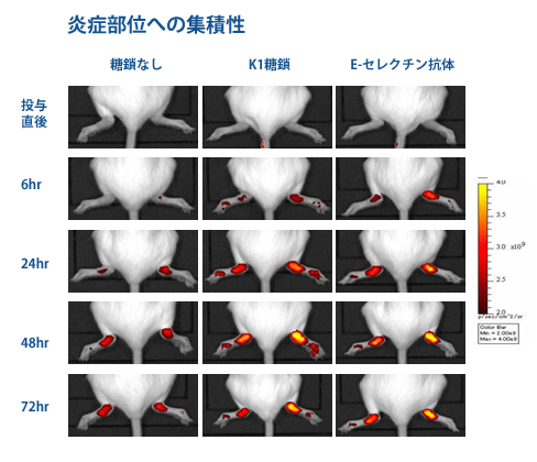 炎症部位への集積性