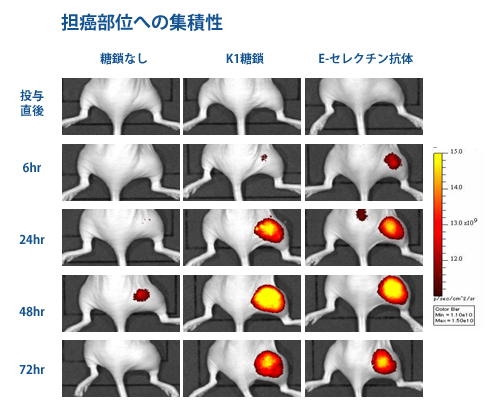 担癌部位への集積性