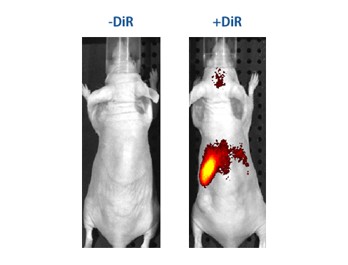 高評価の贈り物 IVISense Dye（旧XenoLight Labeling Cell Fluorescent 750 DiR タイヤ・ホイール