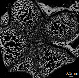マウス大腿骨CT画像
