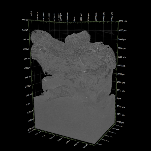 3D画像：えびの天ぷらの解析