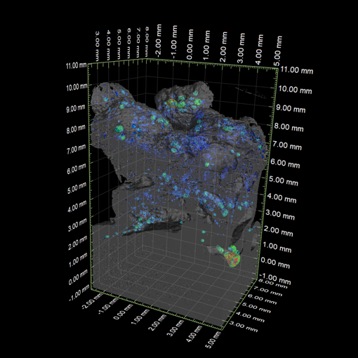 3D画像：えびの天ぷらの解析（気泡分布および気泡膜厚）
