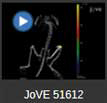 JoVE video 51612