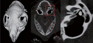 FOV72mm High resolution scan Fine structure in the inner ear